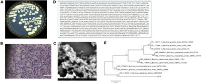 Isolation and purification of antibacterial lipopeptides from Bacillus velezensis YA215 isolated from sea mangroves